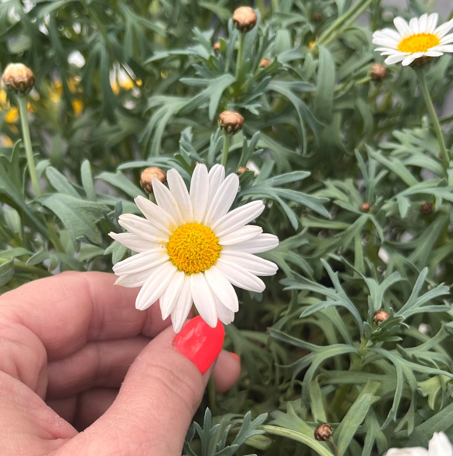 Margot – oorbellen